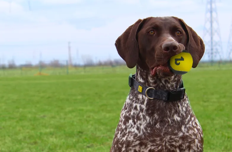 BeOneBreed -Sturdy Breed Ball