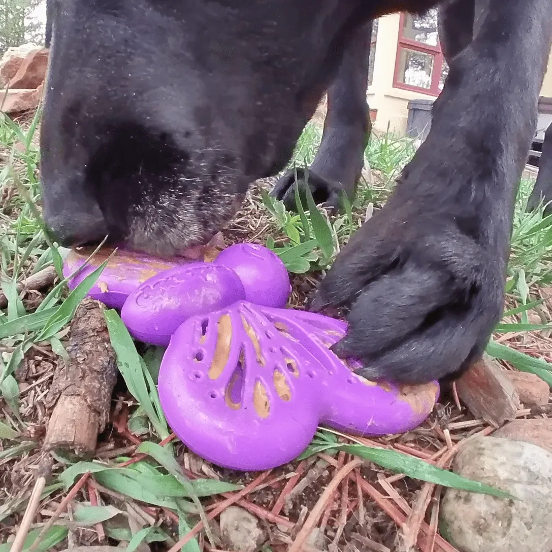 Butterfly eChew Durable Nylon Chew and Enrichment Toy