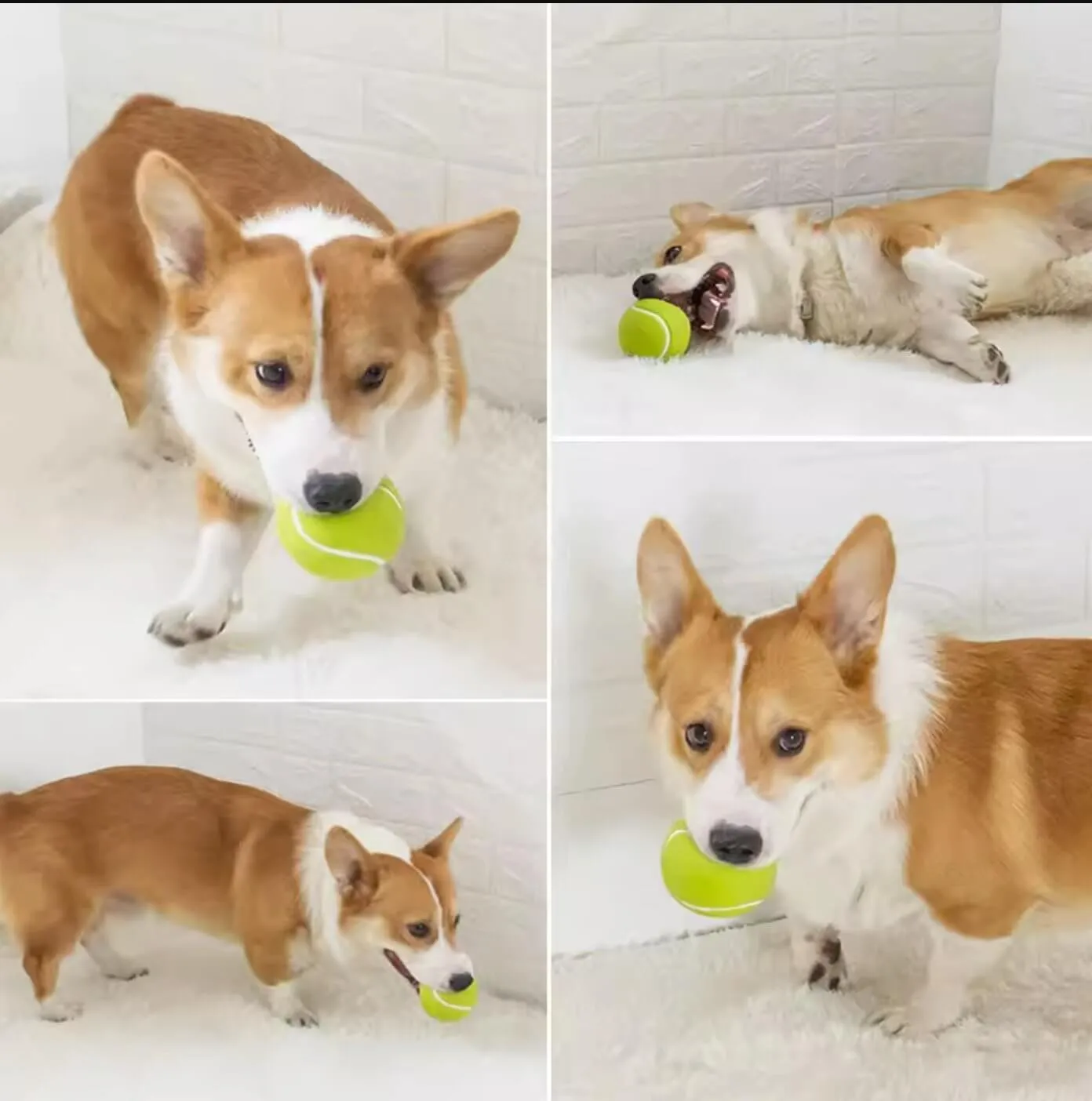 Dog Chew Toy Green Tennis Sound Training Ball