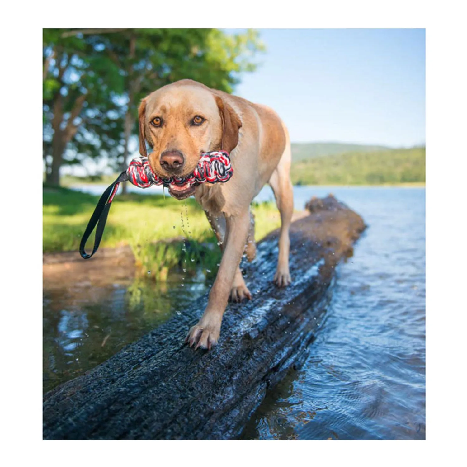 EzyDog Beaver Tail Dog Toy