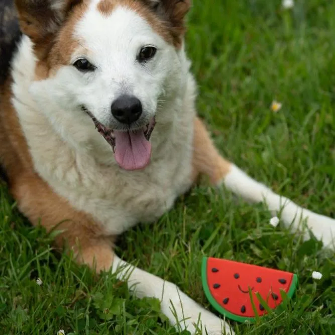 Foodie Faces Latex Watermelon Dog Toy