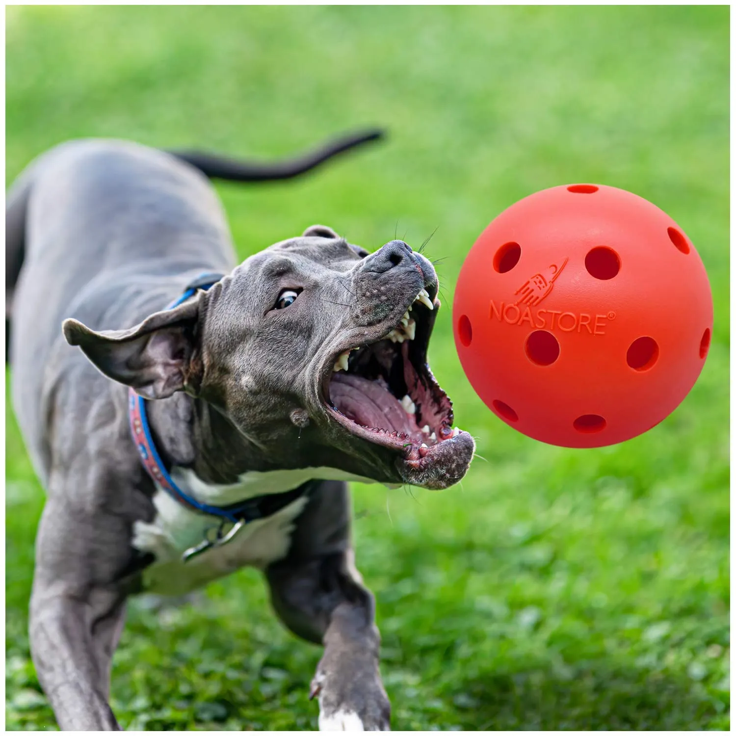 Noa Store Unbreakable Dog Ball Toy 10 Inch - Durable & Lightweight Hard Ball