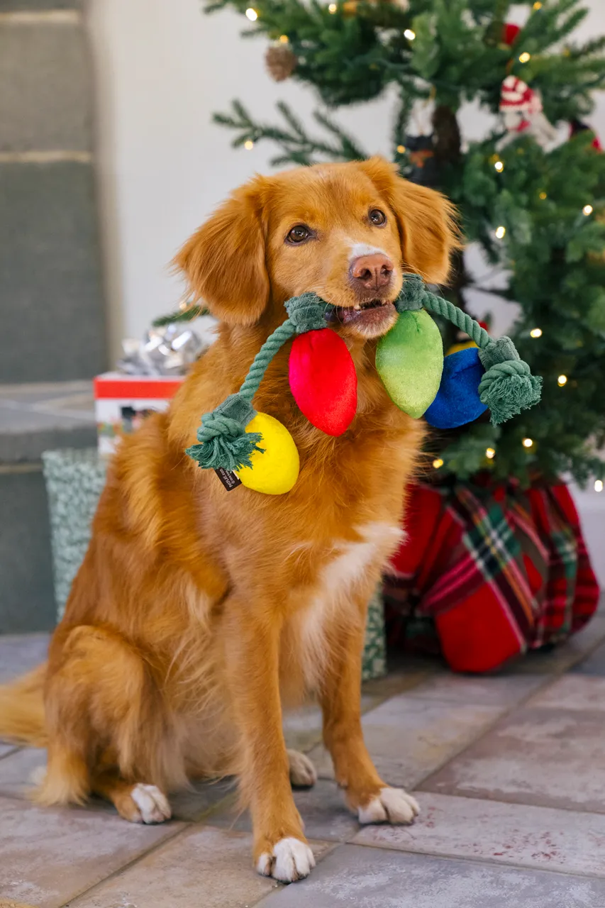 P.L.A.Y. Home for the Holidays Interactive Dog Toy, Bundle