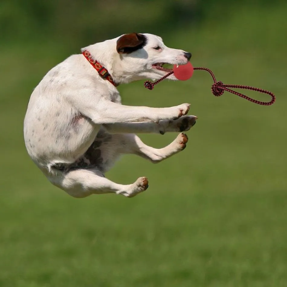 Solid Rubber Rope Ball Dog Toy - Durable Chew & Training Ball with Rope Handle!